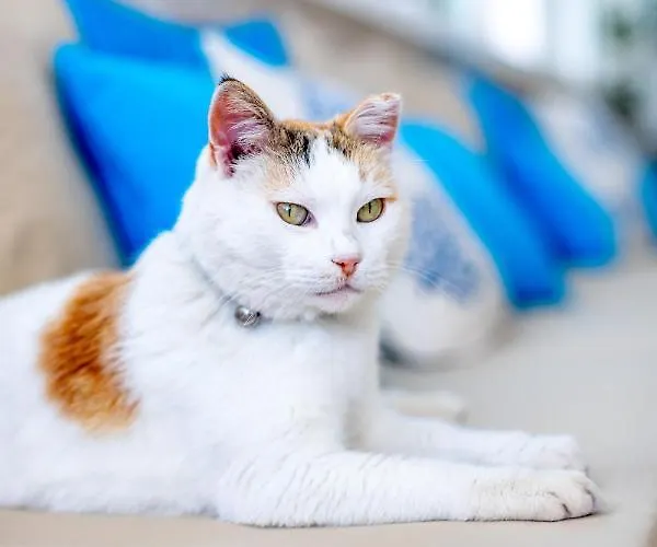 Buqqva Ξενοδοχείο *