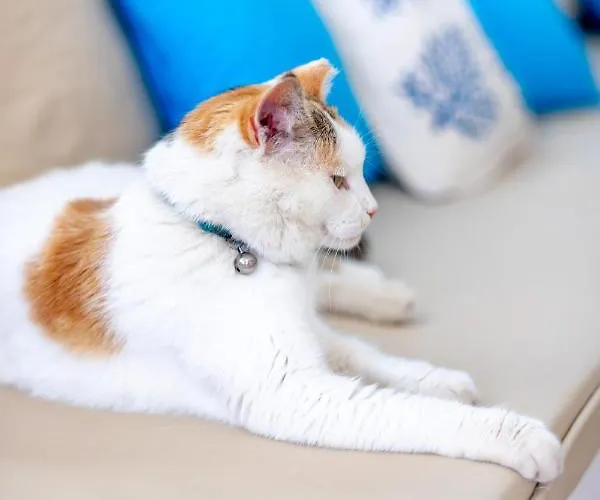 Buqqva Ξενοδοχείο